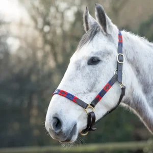 Hy Equestrian Leather Head Collar -Polo 