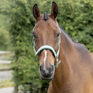 Hy Equestrian Head Collar & Lead Rope Set -Mermaid Shimmer