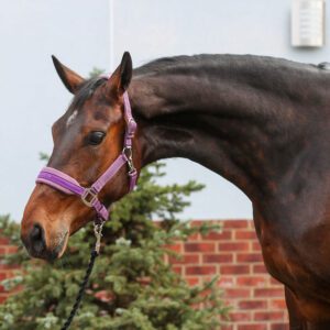 Equilibrium Products Headcollar -Stella Style