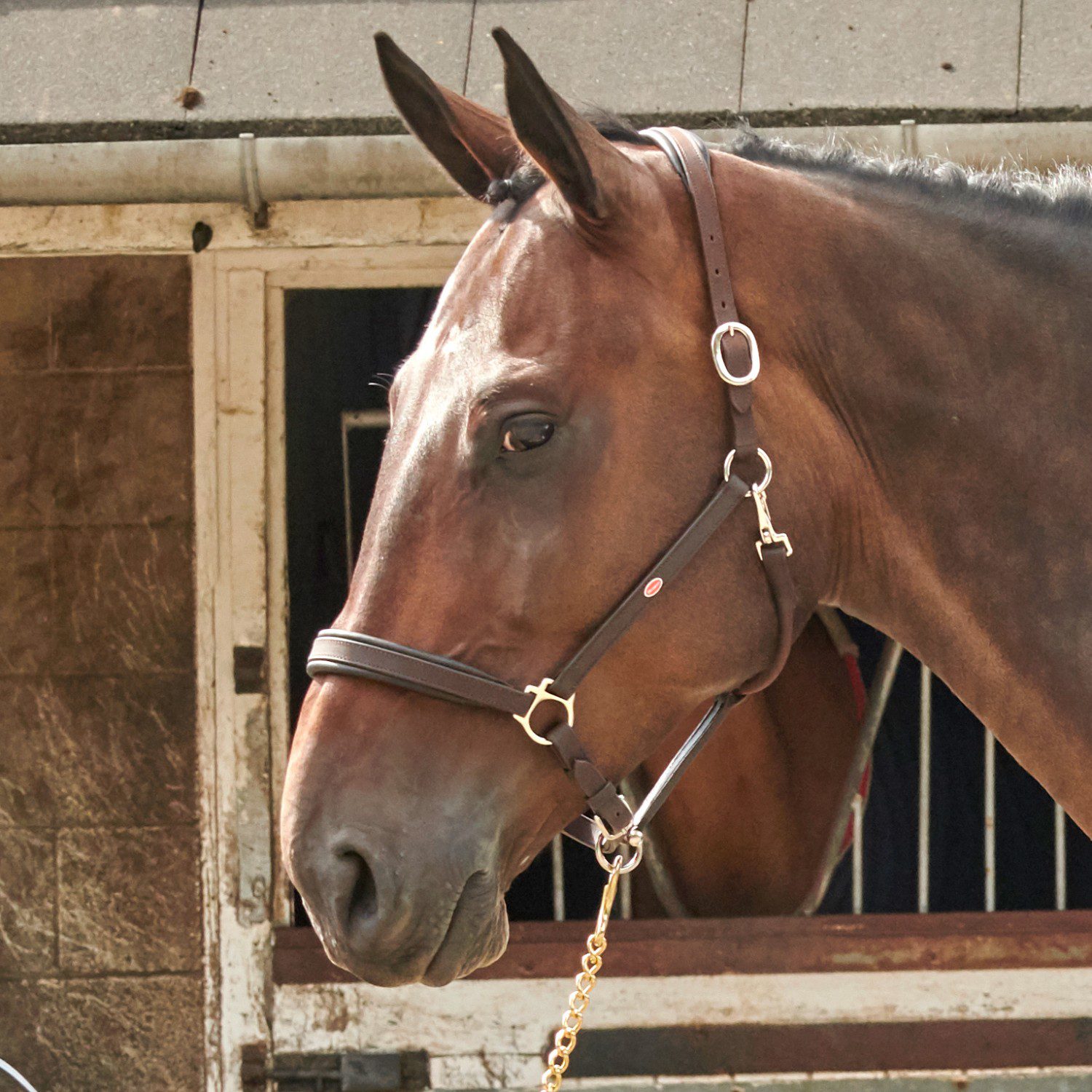 Whitaker HC054 Leather Headcollar -Ready To Ride - Image 2