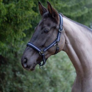 Hy Equestrian Ink Head Collar