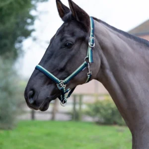 Hy Equestrian Trinity Head Collar