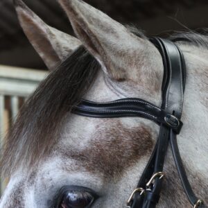 Whitaker Squared Curved Browband