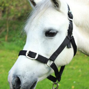Gallop Headcollar & Lead Rope