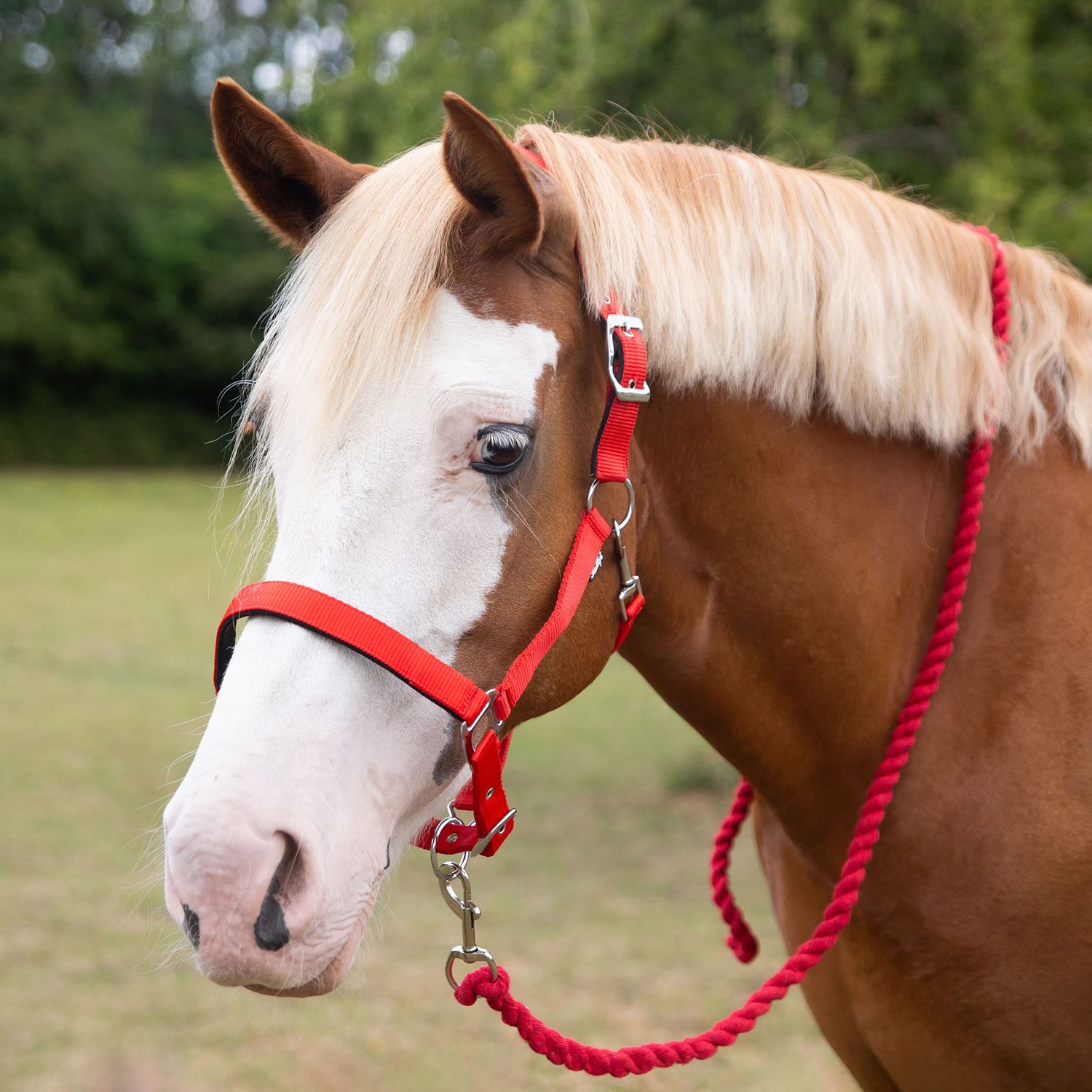 Gallop Premium Padded Headcollar with Matching Lead Rope