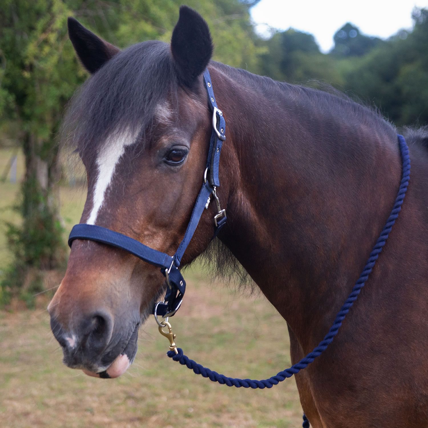 Gallop Premium Padded Headcollar with Matching Lead Rope
