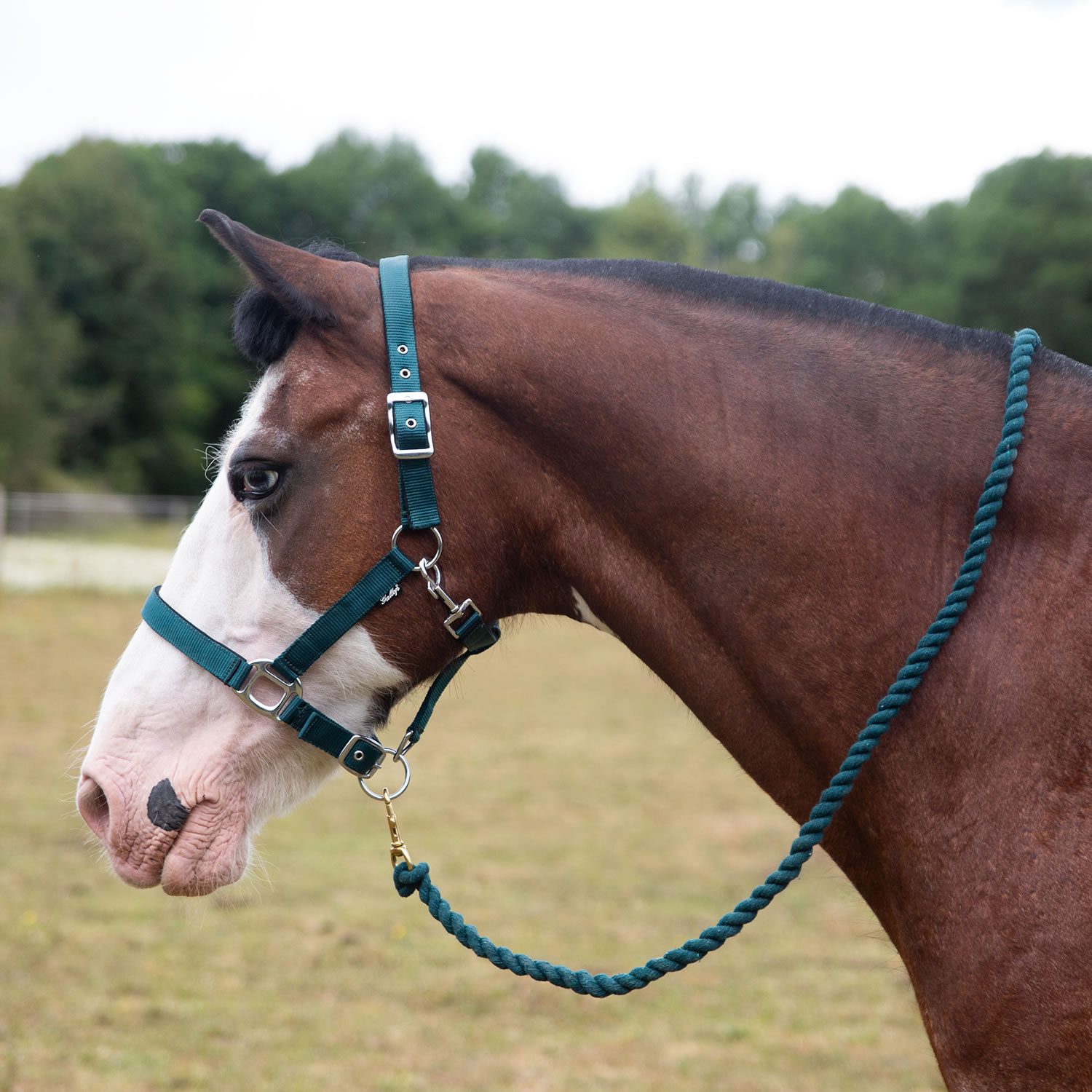 Gallop Premium Padded Headcollar with Matching Lead Rope