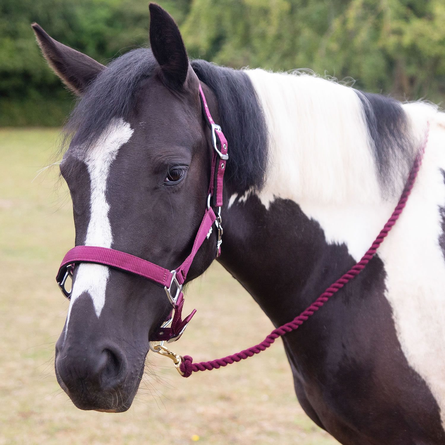 Gallop Premium Padded Headcollar with Matching Lead Rope