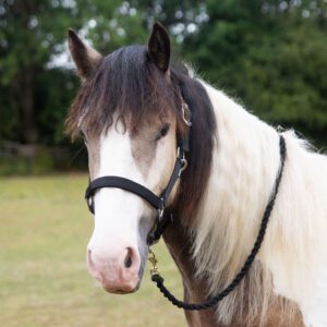 Gallop Premium Padded Headcollar with Matching Lead Rope