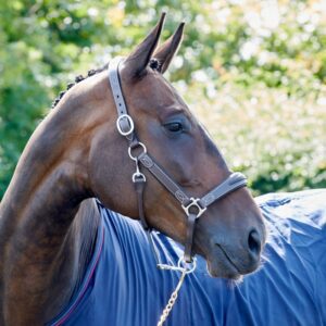 Whitaker Chicago Leather Headcollar HC070