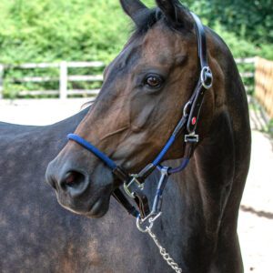 Whitaker Raywell Soft Rope Headcollar
