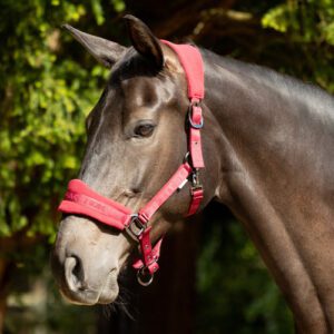ProReaction Dura Fleece Head Collar by Hy Equestrian 