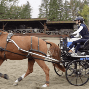 Racesafe HX3 Carriage