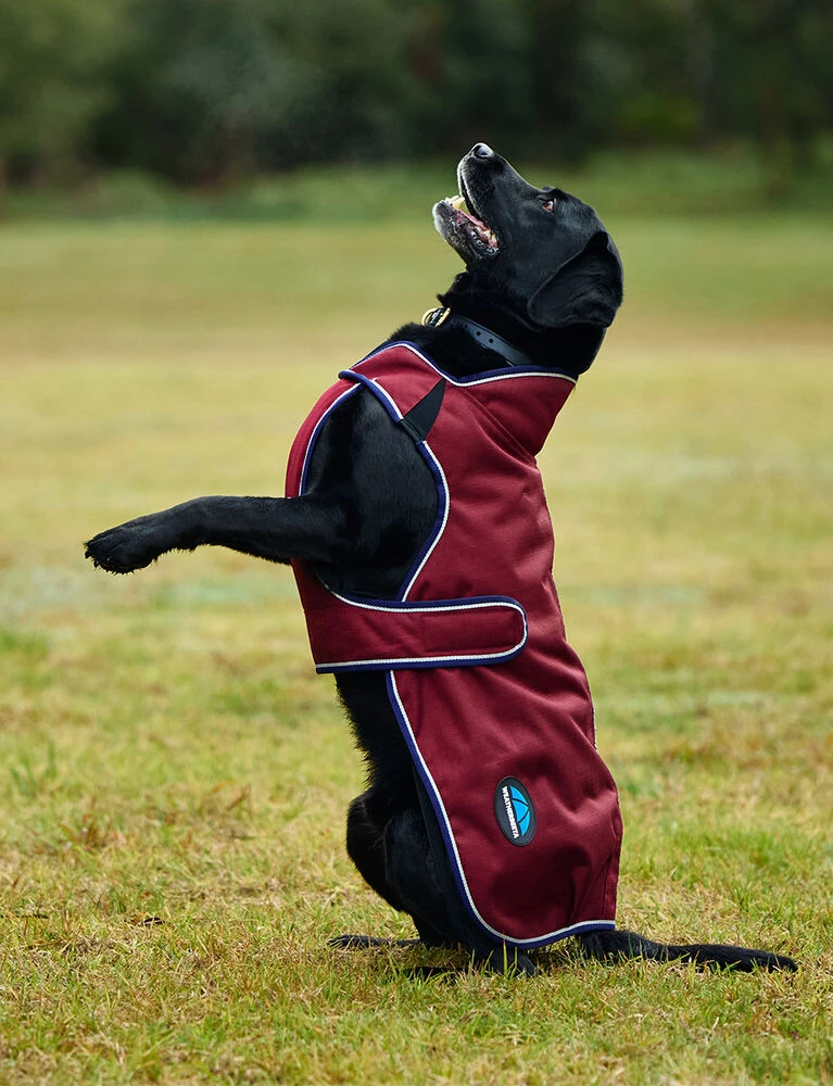 Weatherbeeta Deluxe Waterproof Dog Coat ComFiTec Premier - Image 4