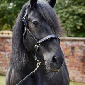 Firefoot Padded Leather Headcollar