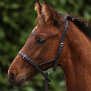 Premier Equine Foal Slip 
