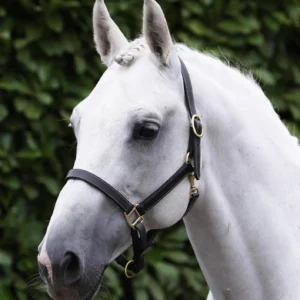 Premier Equine Traditional Leather Headcollar 