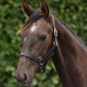 Premier Equine Yearling Headcollar 1"