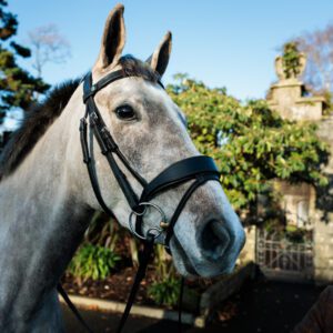 EcoRider SeamFree Show Bridle
