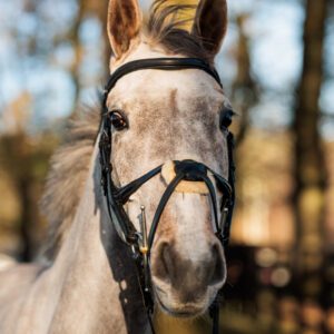 EcoRider SeamFree Grackle Bridle
