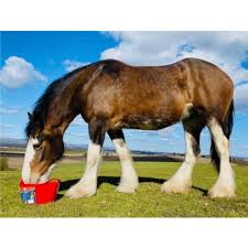 DK Equine Digestion Flexi Tub Feed 12.5kg Click & Collect