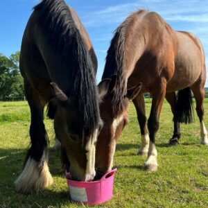 DK Equine Turmeric Flexi Tub Feed 12.5kg Click & Collect