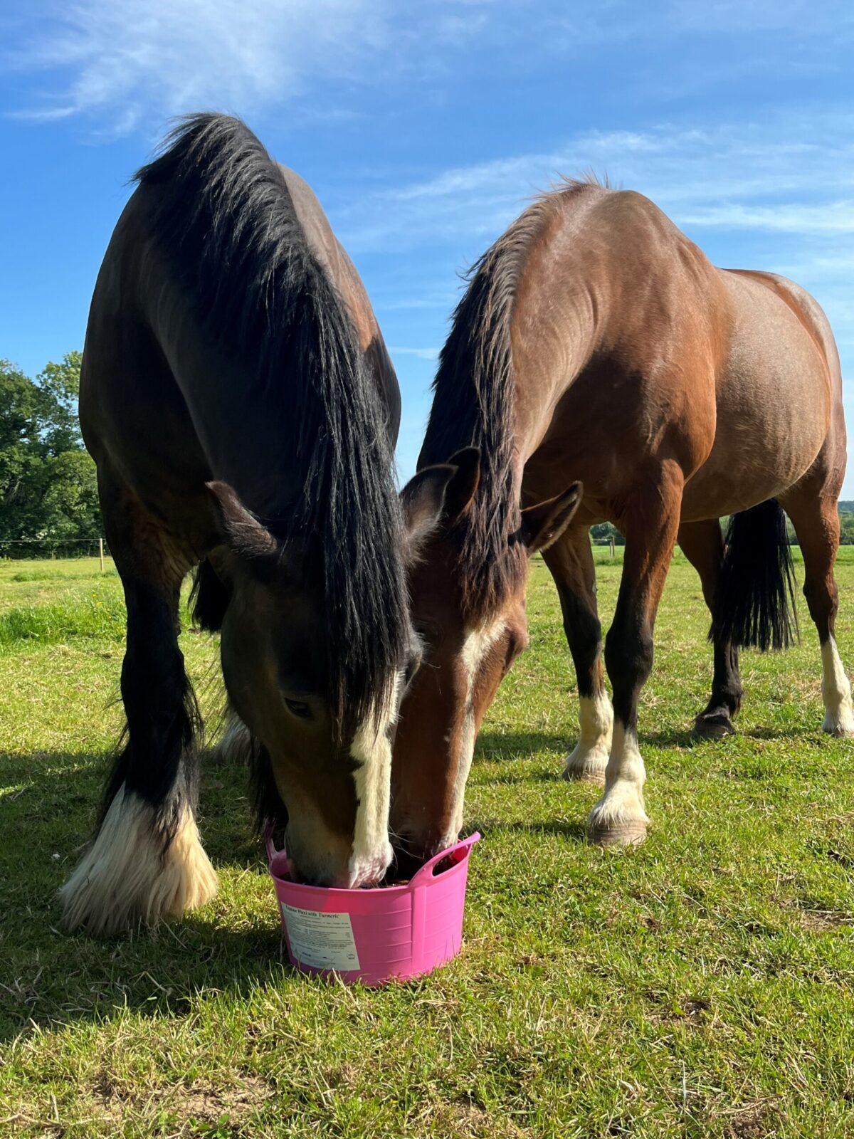 DK Equine Turmeric Flexi Tub Feed 12.5kg Click & Collect