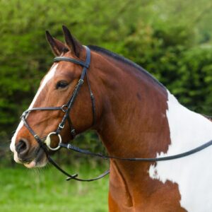 Gallop Grackle Bridle