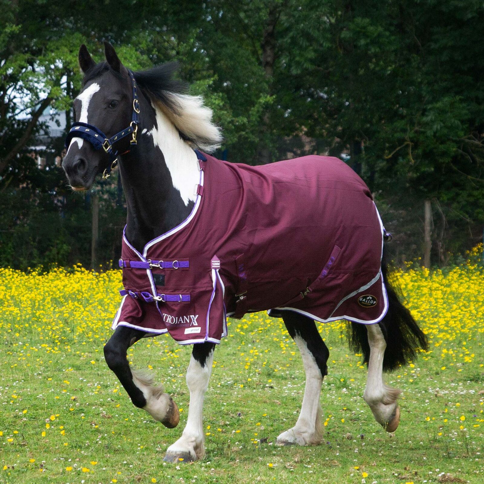 Gallop Trojan Xtra 0g Turnout Duraproof - Image 3