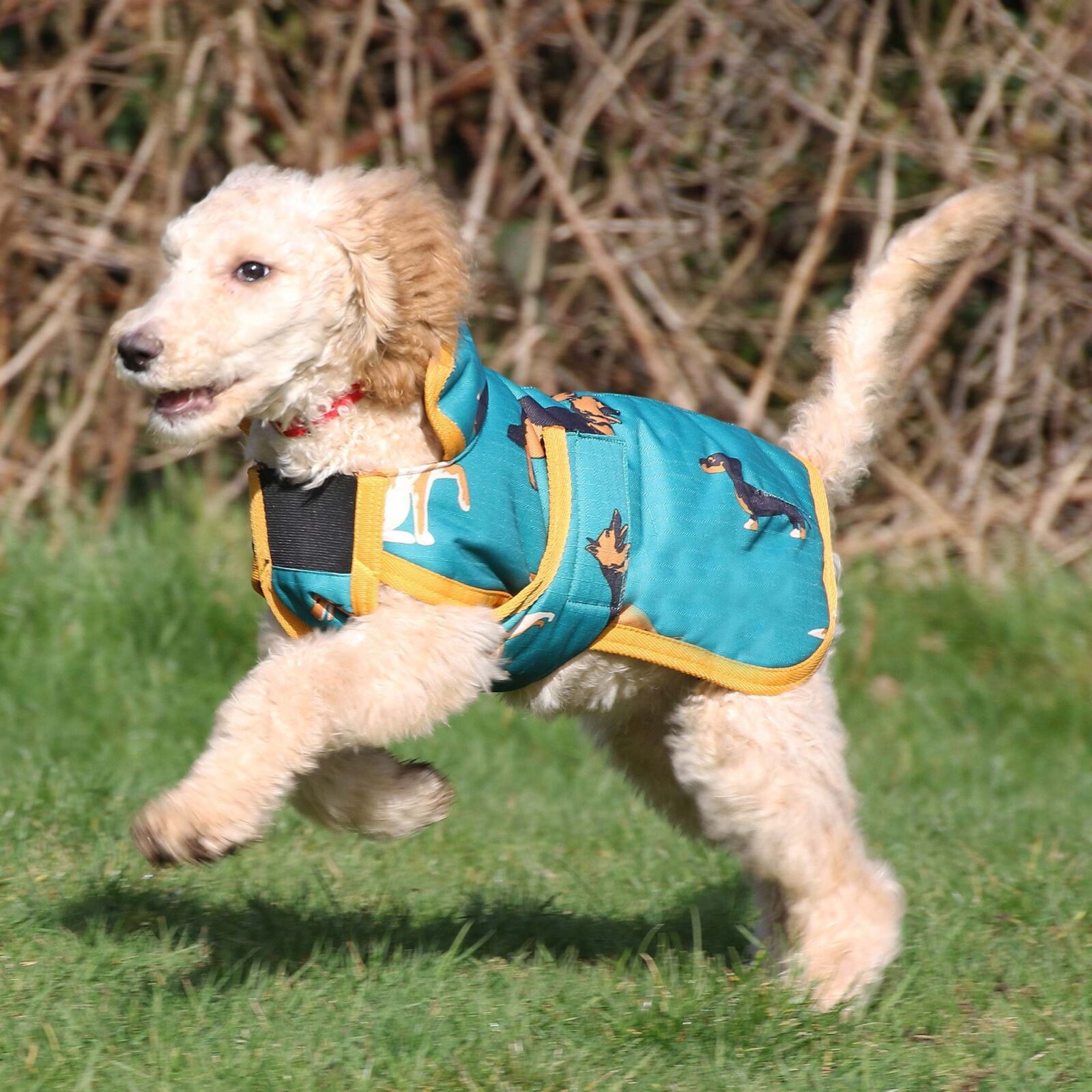 Gallop Dog Coat