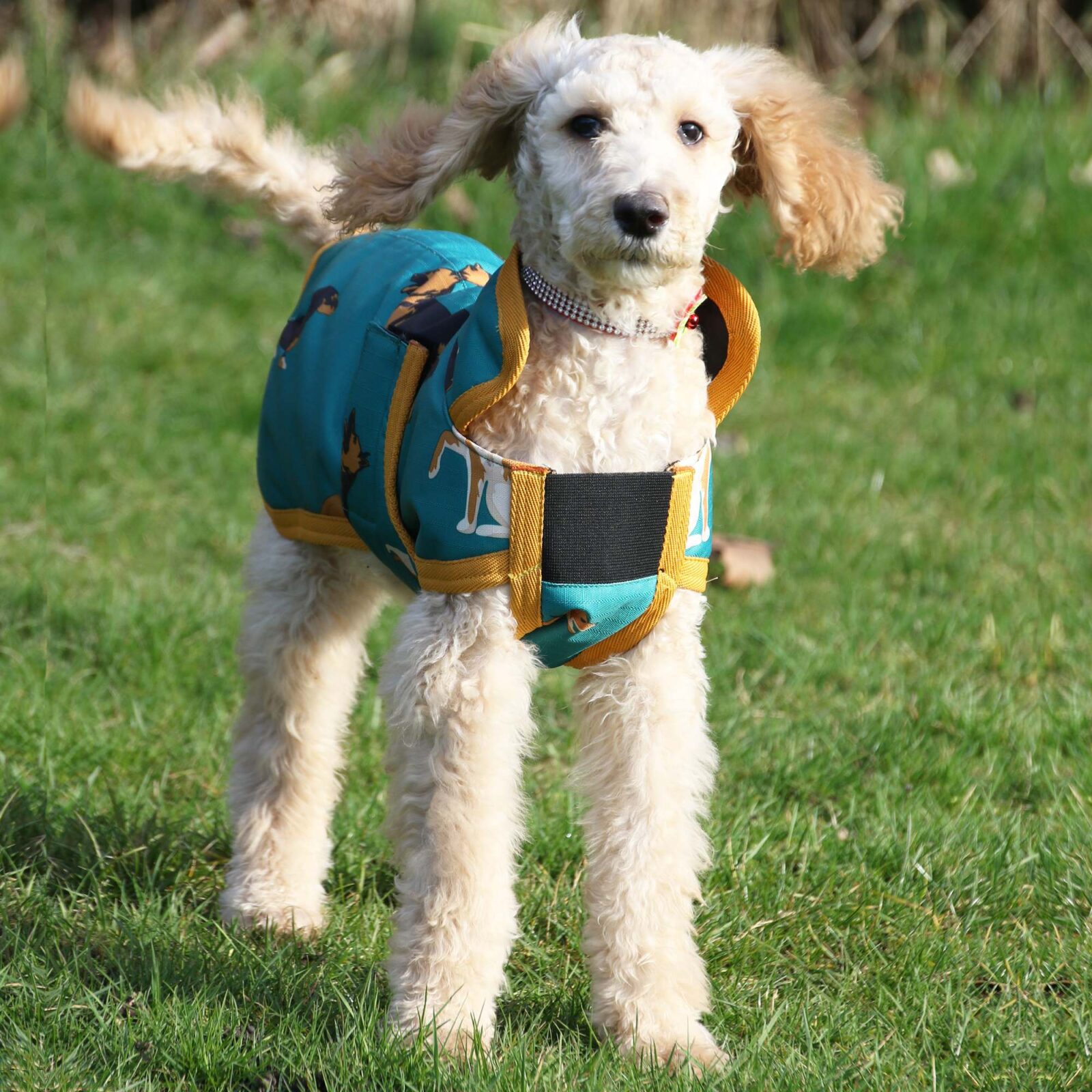 Gallop Dog Coat - Image 3