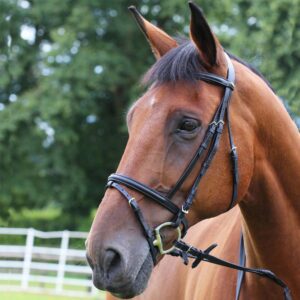 Gallop Padded Bridle & Reins