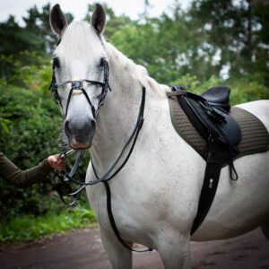 Gallop Running Martingale