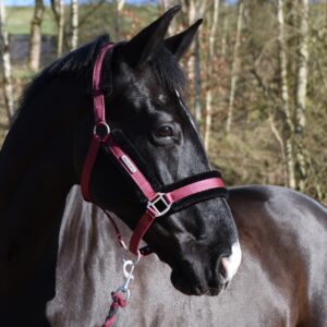 Whitaker Holmfirth Furry Headcollar & Lead Rope -HC171