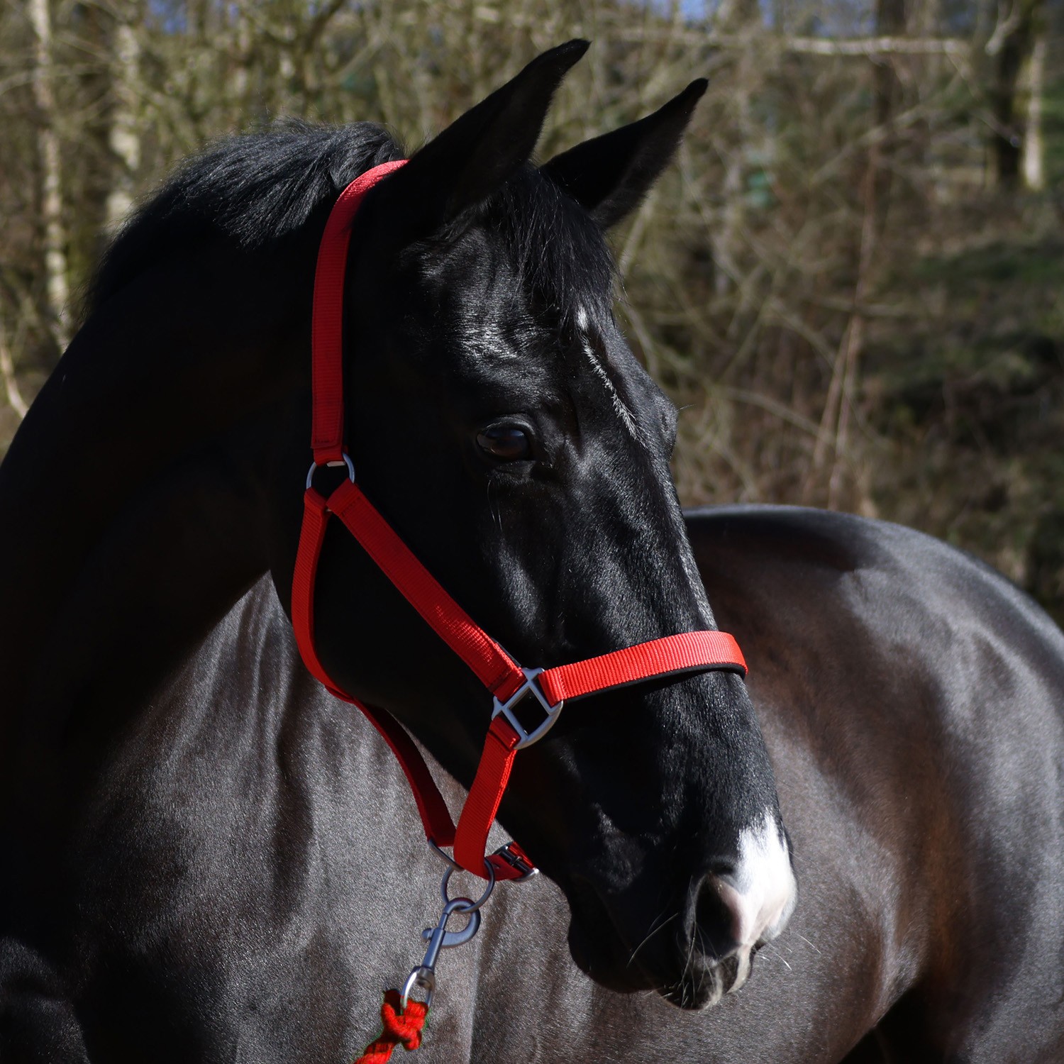 Whitaker Pockley Padded Headcollar -HC172 - Image 4