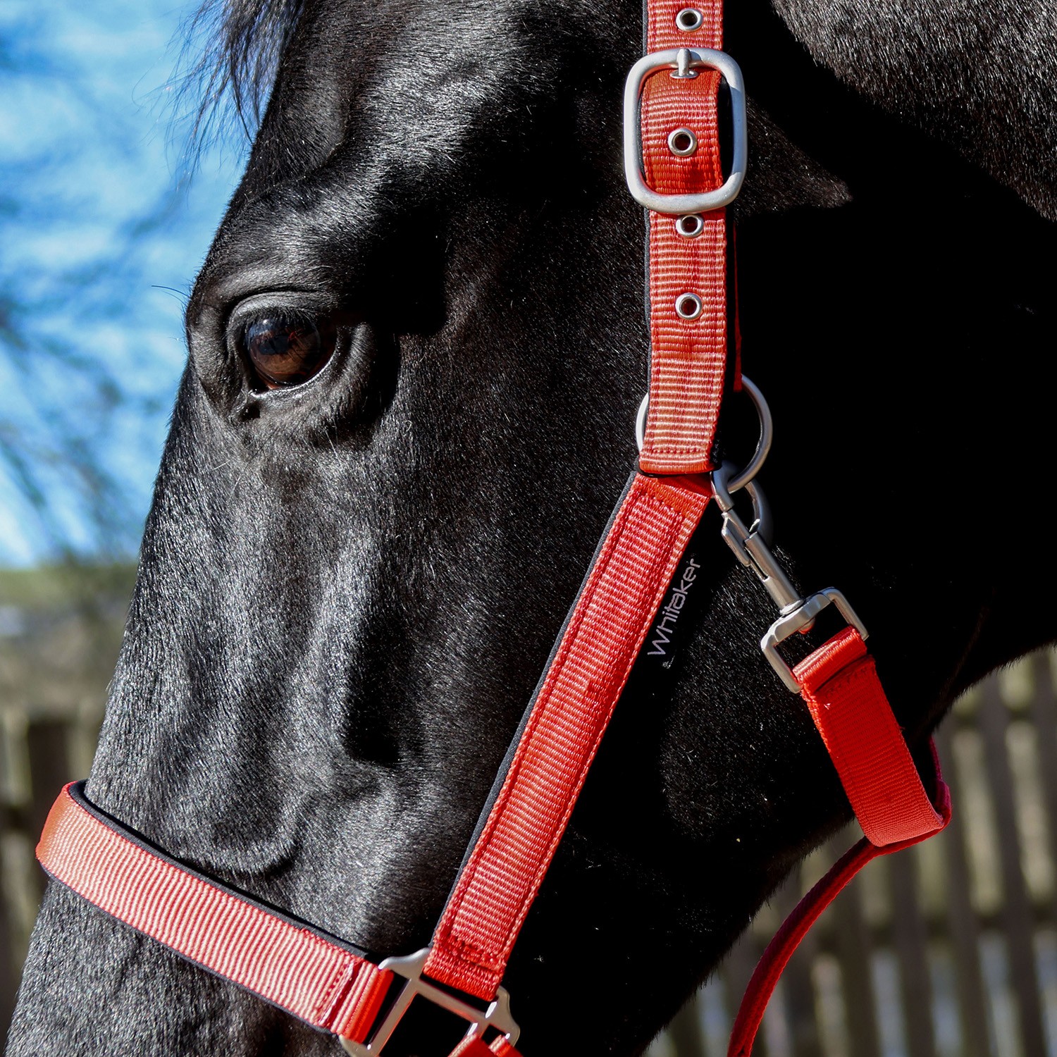 Whitaker Pockley Padded Headcollar -HC172 - Image 7