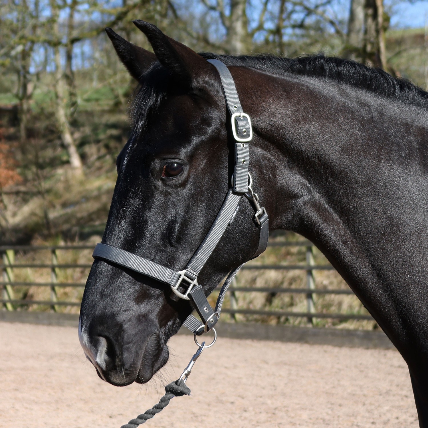 Whitaker Pockley Padded Headcollar -HC172 - Image 6