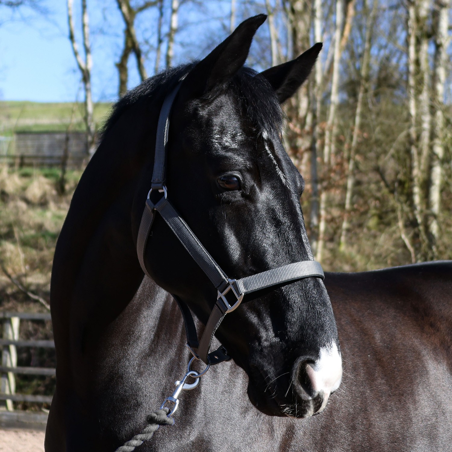 Whitaker Pockley Padded Headcollar -HC172 - Image 3