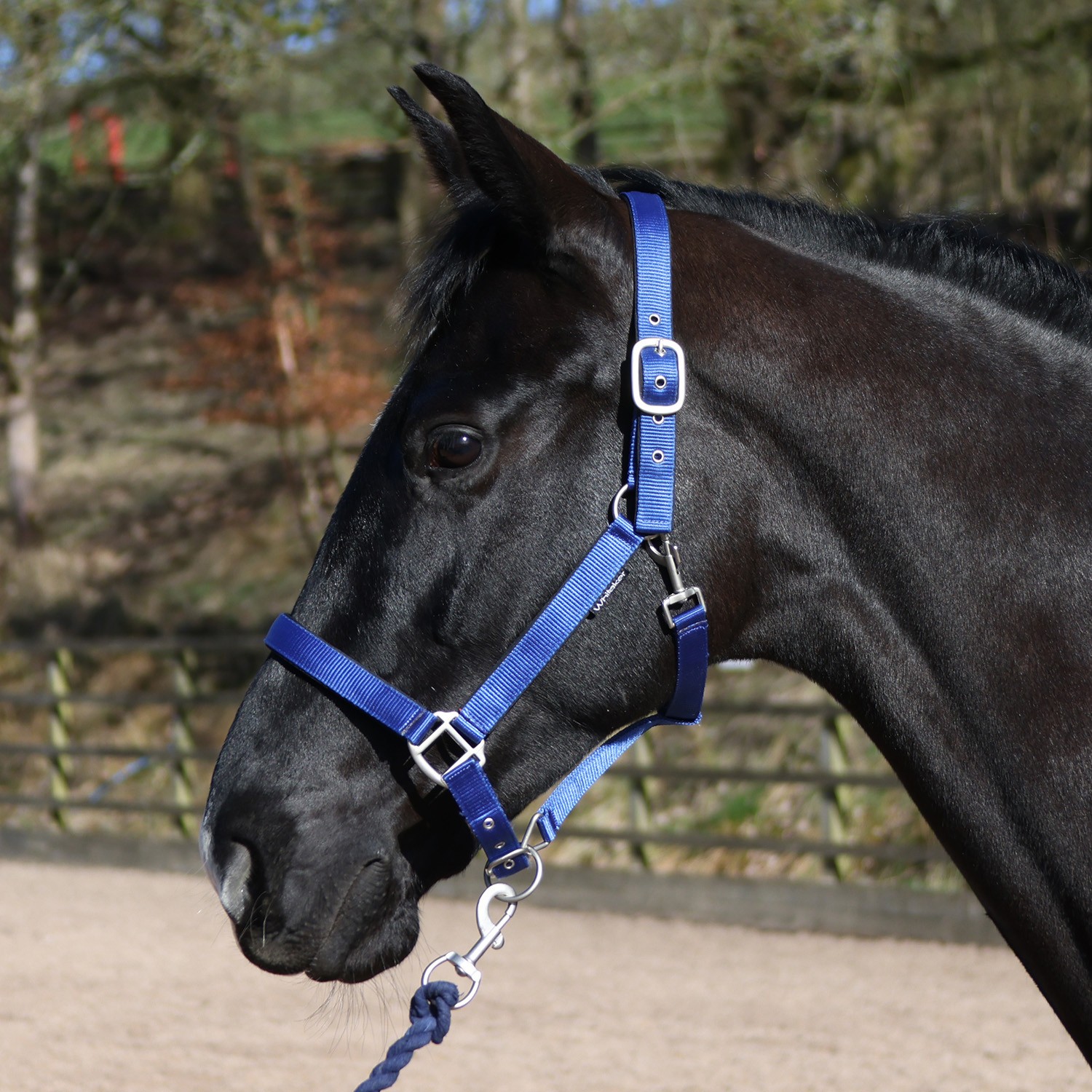 Whitaker Pockley Padded Headcollar -HC172 - Image 8