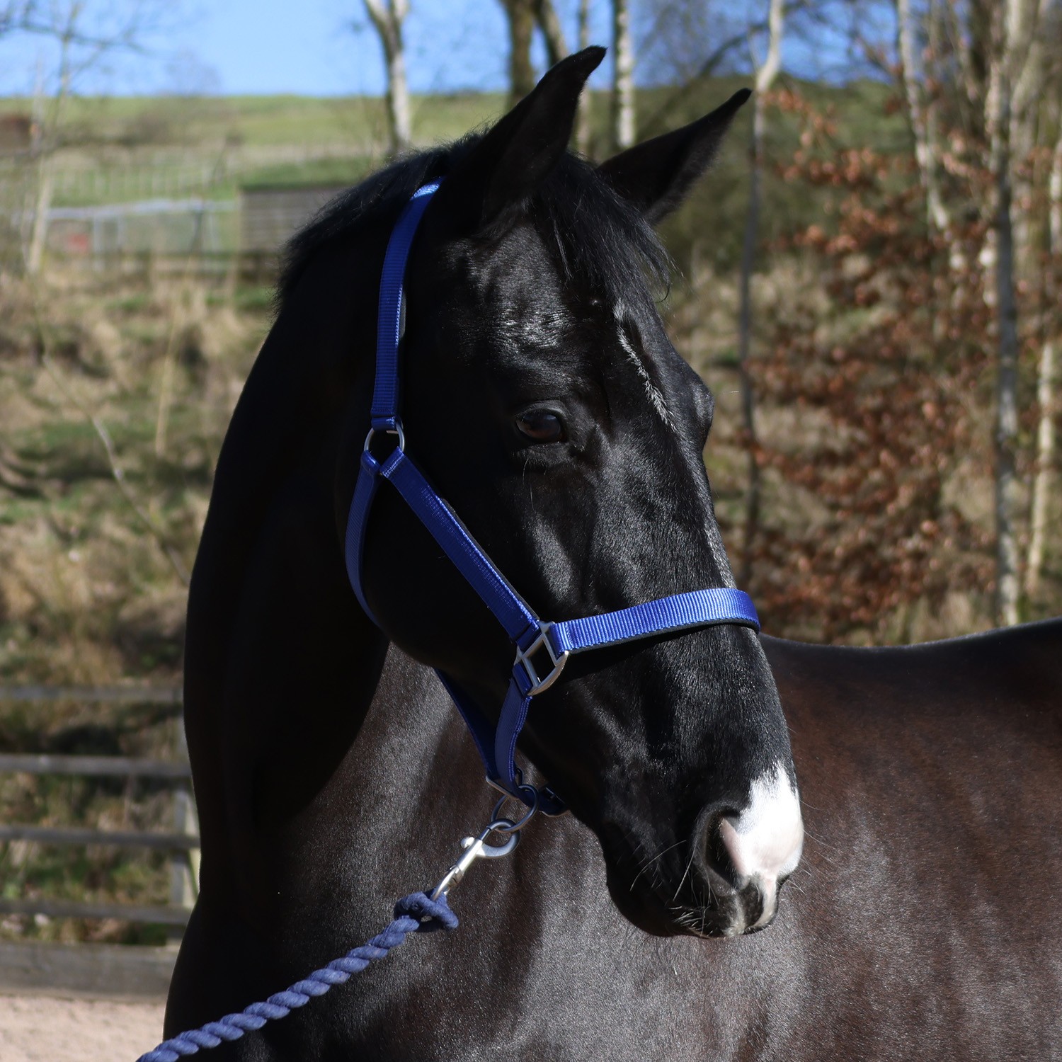 Whitaker Pockley Padded Headcollar -HC172 - Image 5