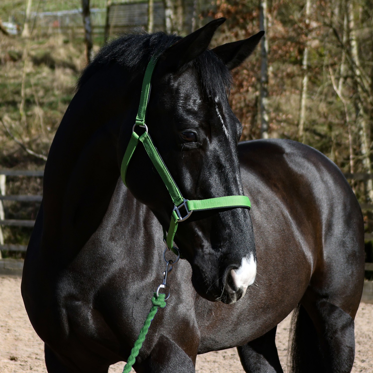 Whitaker Pockley Padded Headcollar -HC172 - Image 2