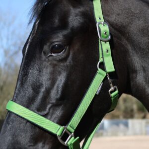 Whitaker Pockley Padded Headcollar -HC172