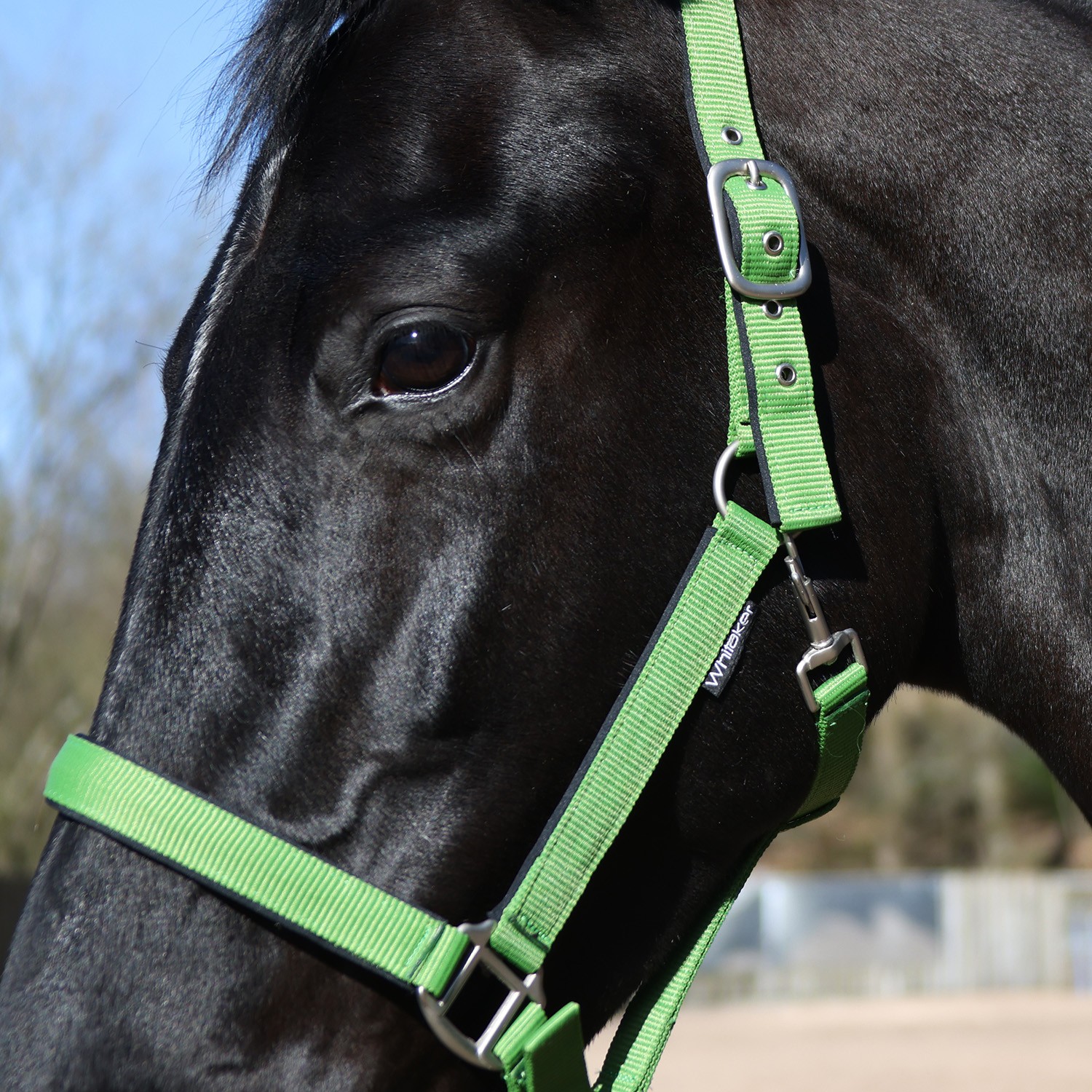 Whitaker Pockley Padded Headcollar -HC172